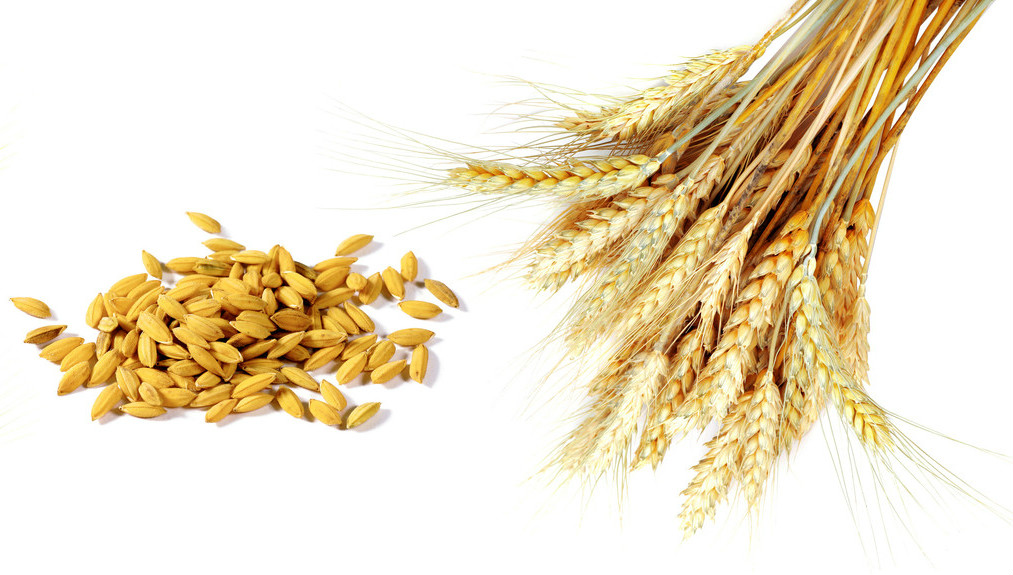 poudre de protéine de blé